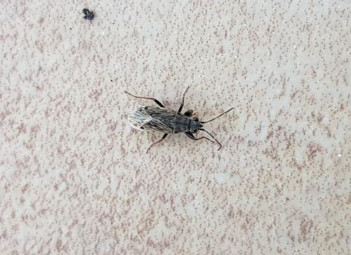 Peritrechus sp.